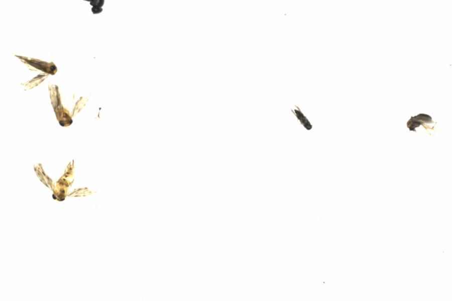Fullscreen Image