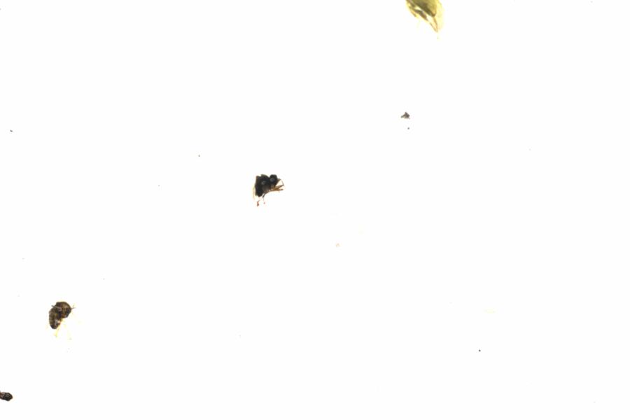 Fullscreen Image