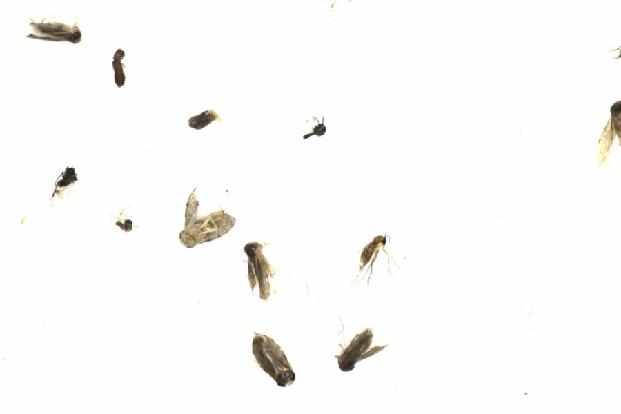 Fullscreen Image