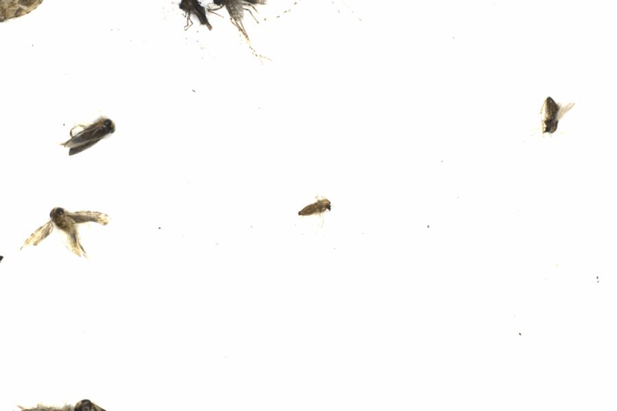 Fullscreen Image