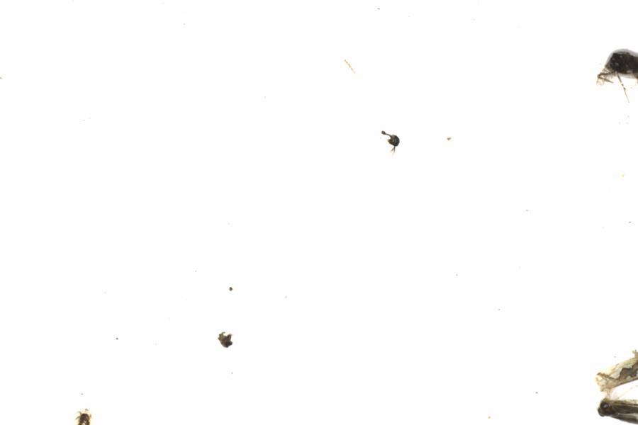 Fullscreen Image
