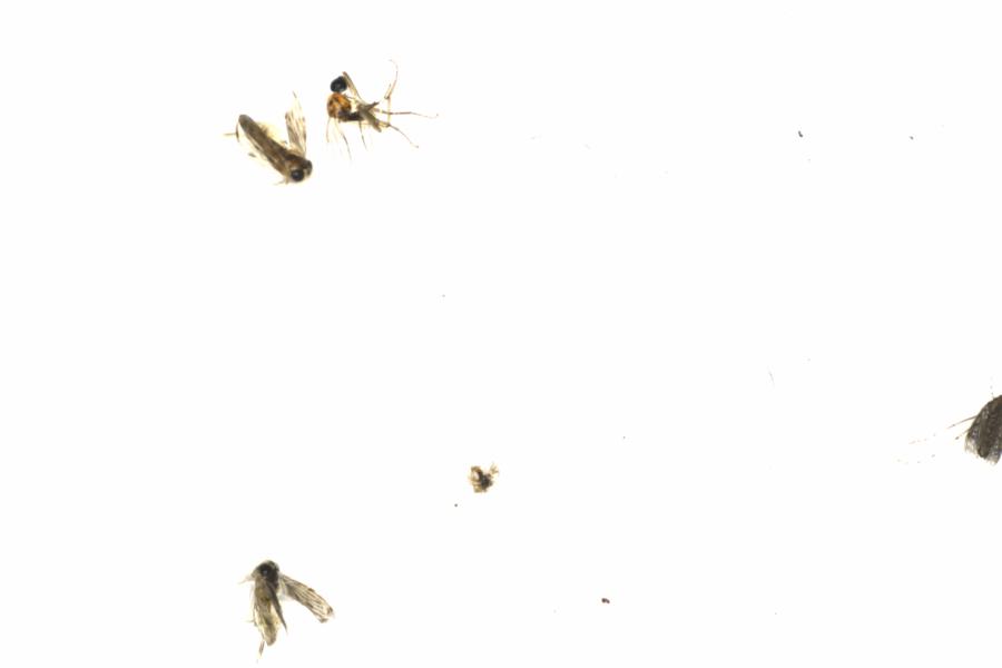 Fullscreen Image