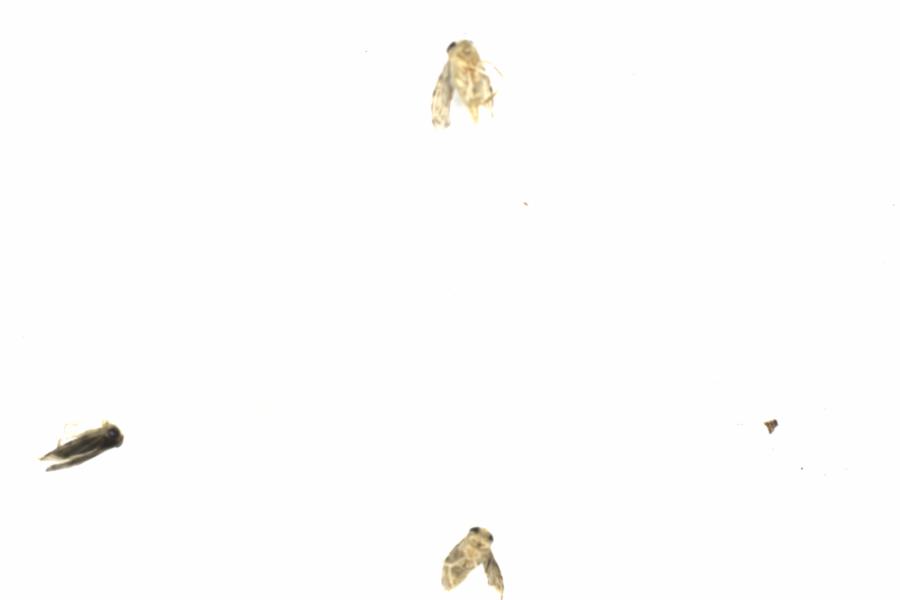 Fullscreen Image