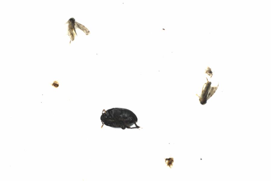 Fullscreen Image
