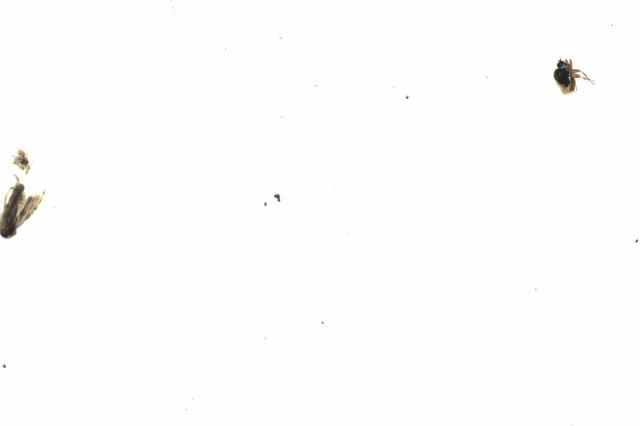 Fullscreen Image