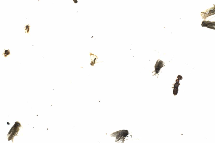 Fullscreen Image
