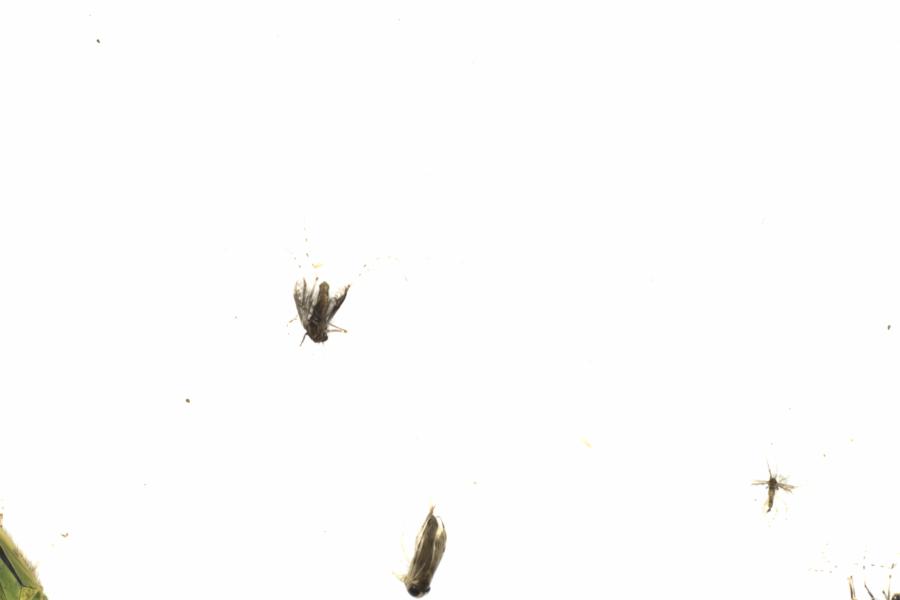 Fullscreen Image