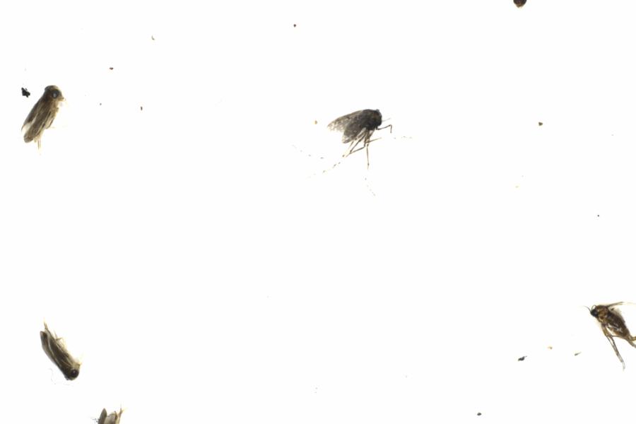 Fullscreen Image