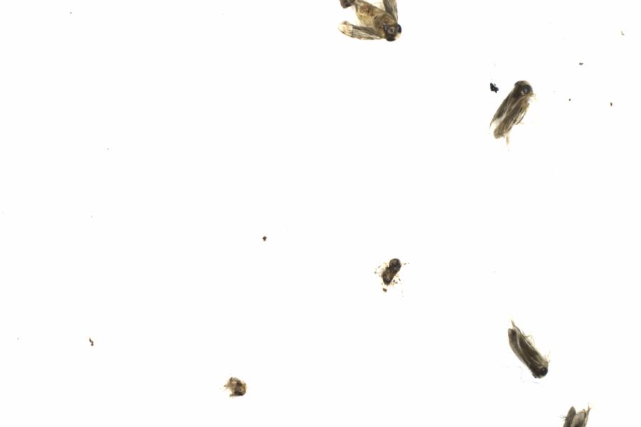 Fullscreen Image