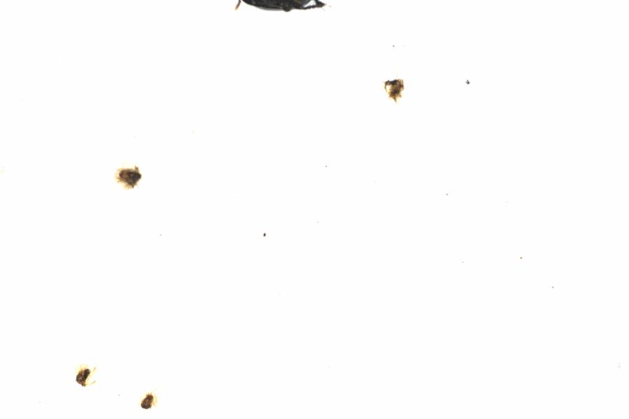 Fullscreen Image