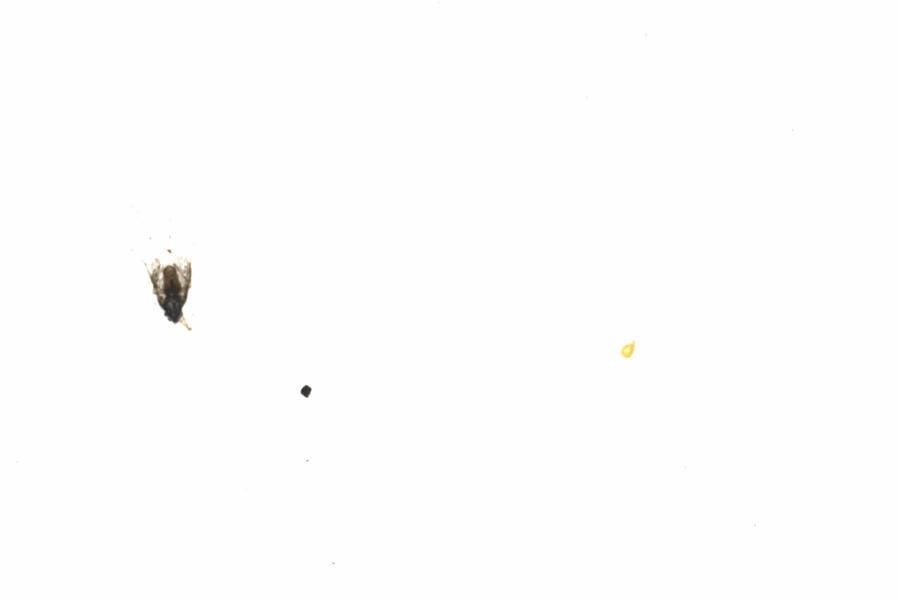 Fullscreen Image