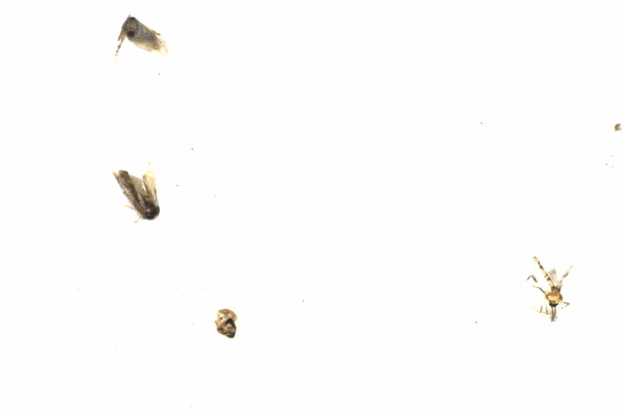 Fullscreen Image