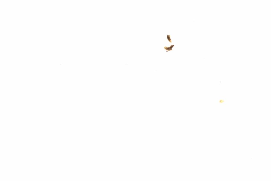 Fullscreen Image
