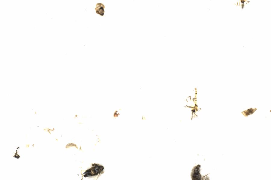 Fullscreen Image