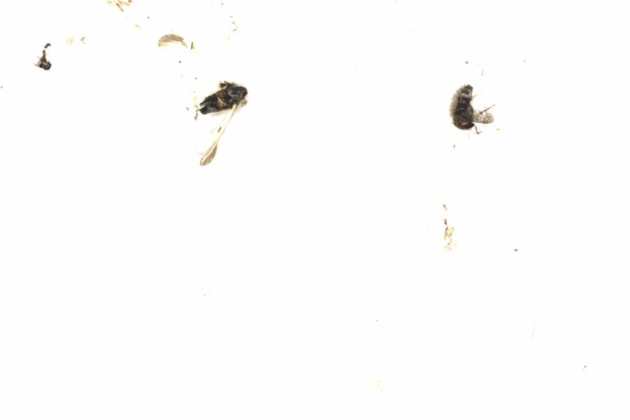 Fullscreen Image