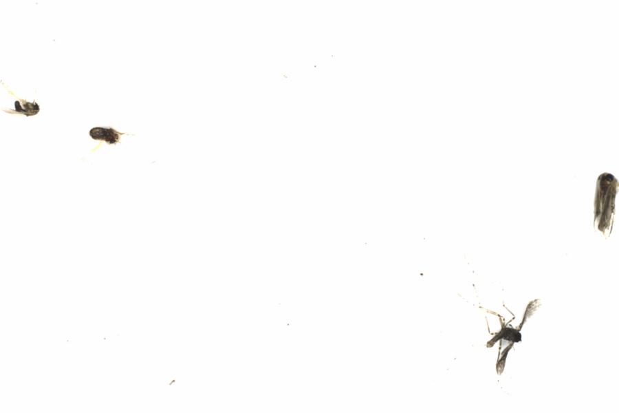Fullscreen Image