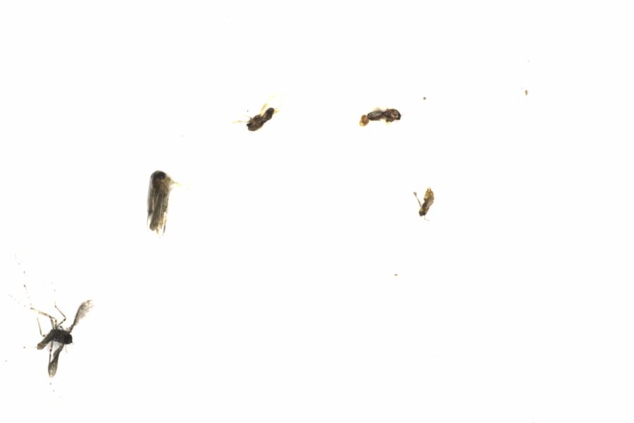 Fullscreen Image