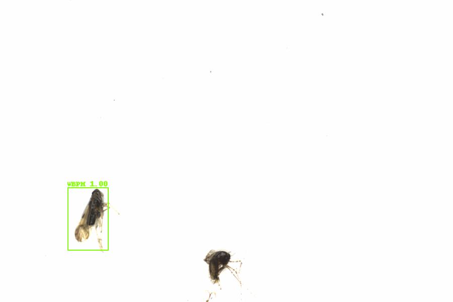 Fullscreen Image