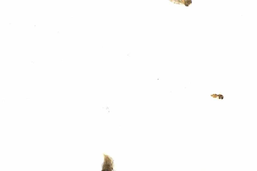 Fullscreen Image