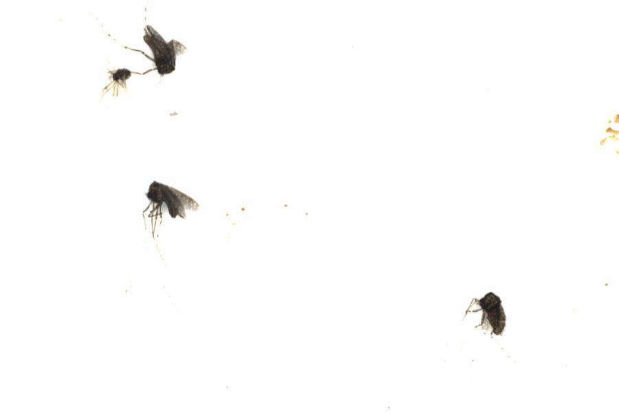 Fullscreen Image