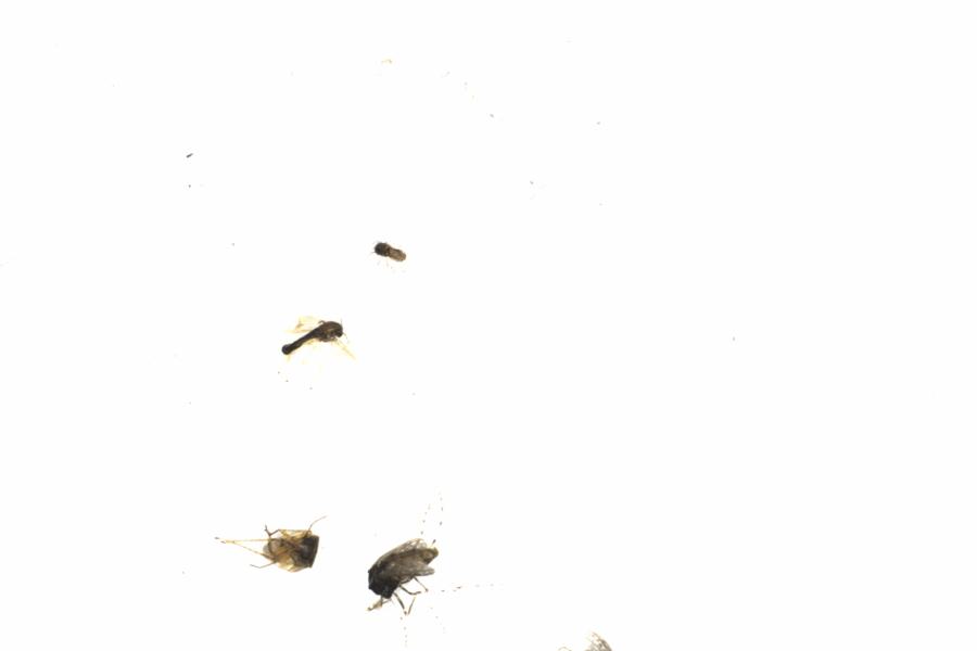 Fullscreen Image