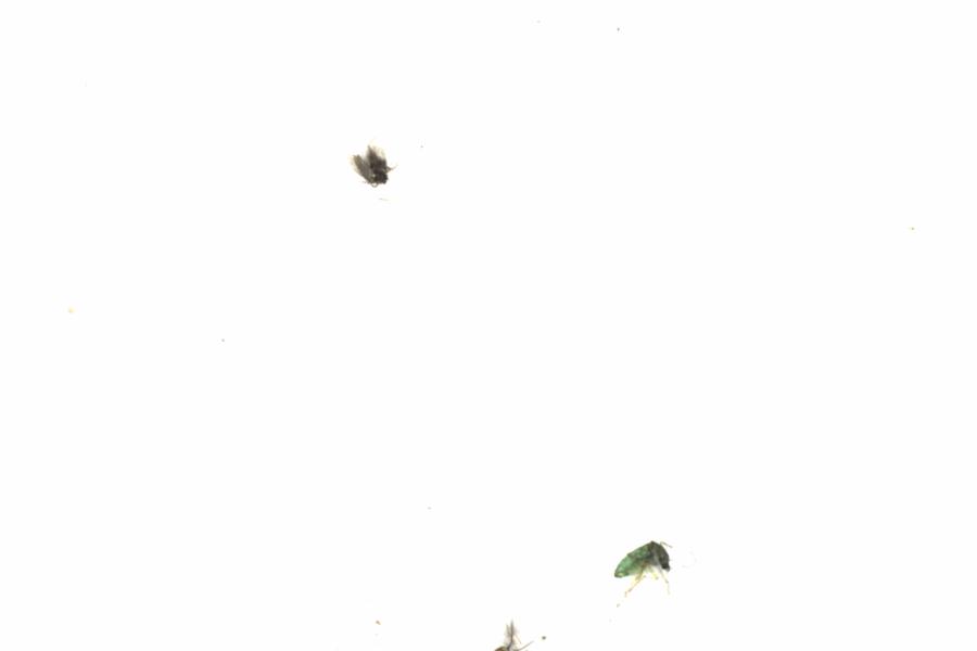 Fullscreen Image