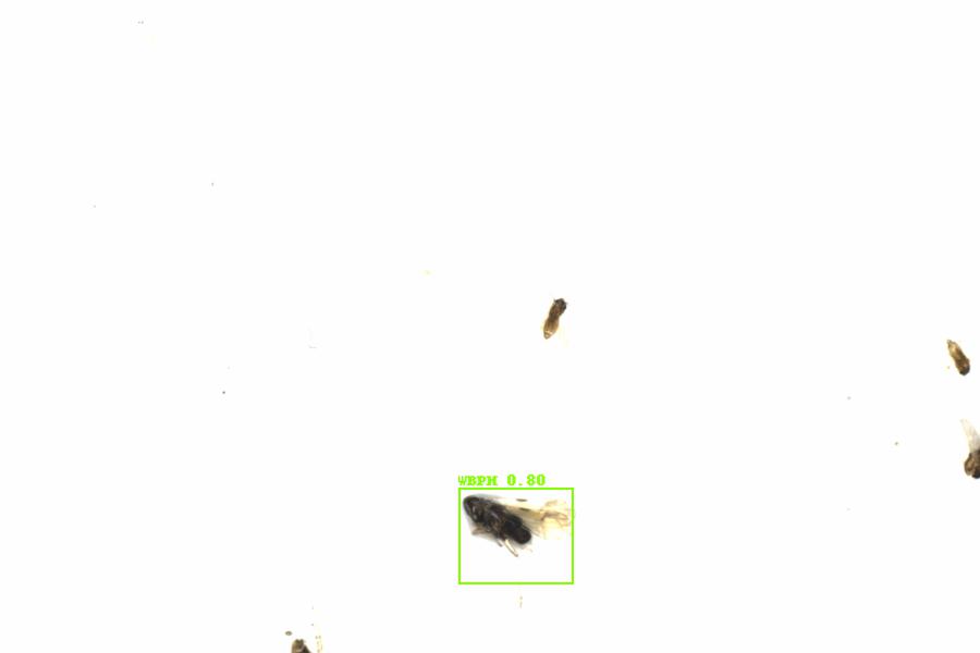 Fullscreen Image