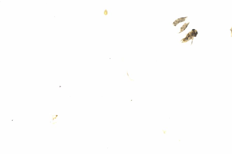Fullscreen Image