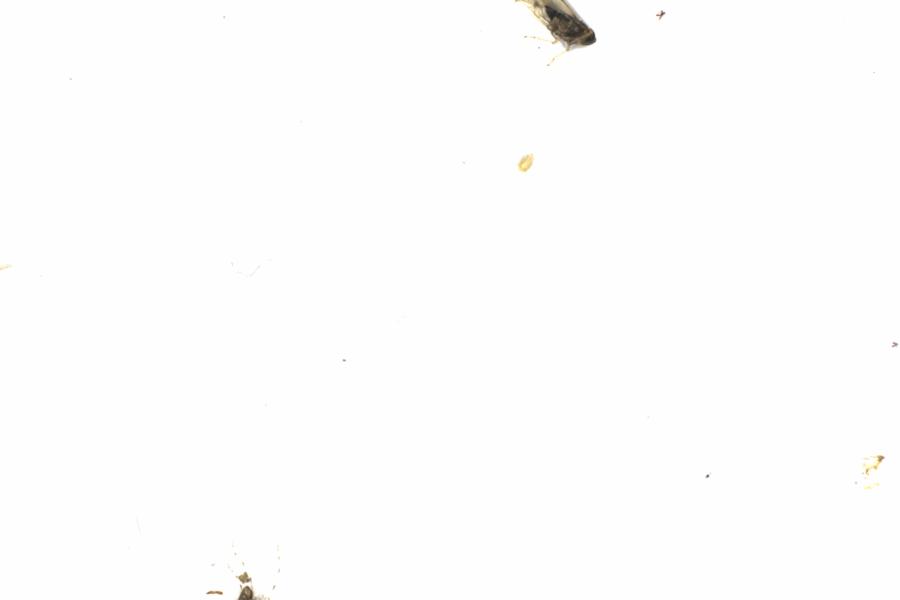 Fullscreen Image