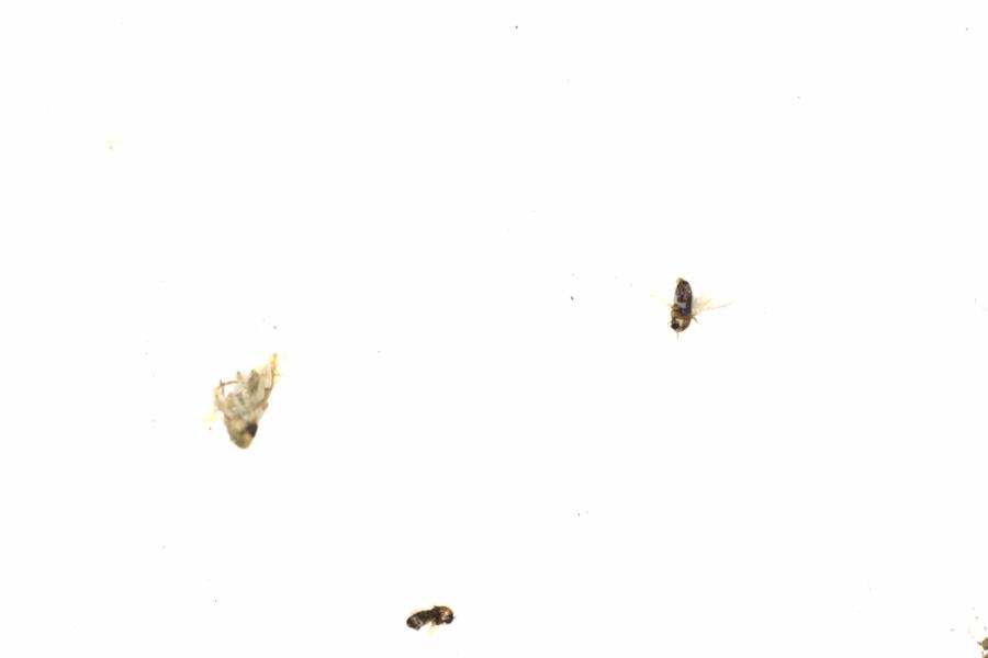 Fullscreen Image