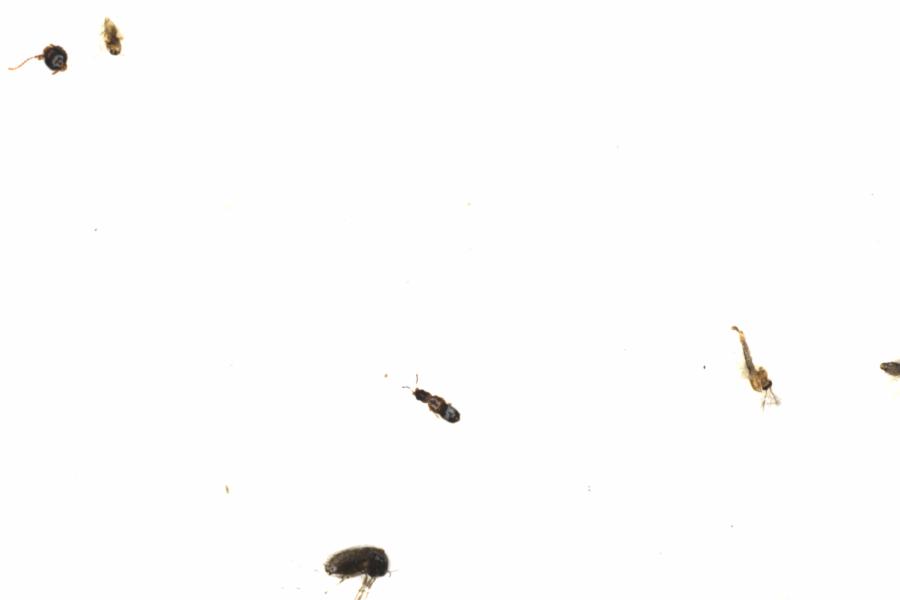 Fullscreen Image