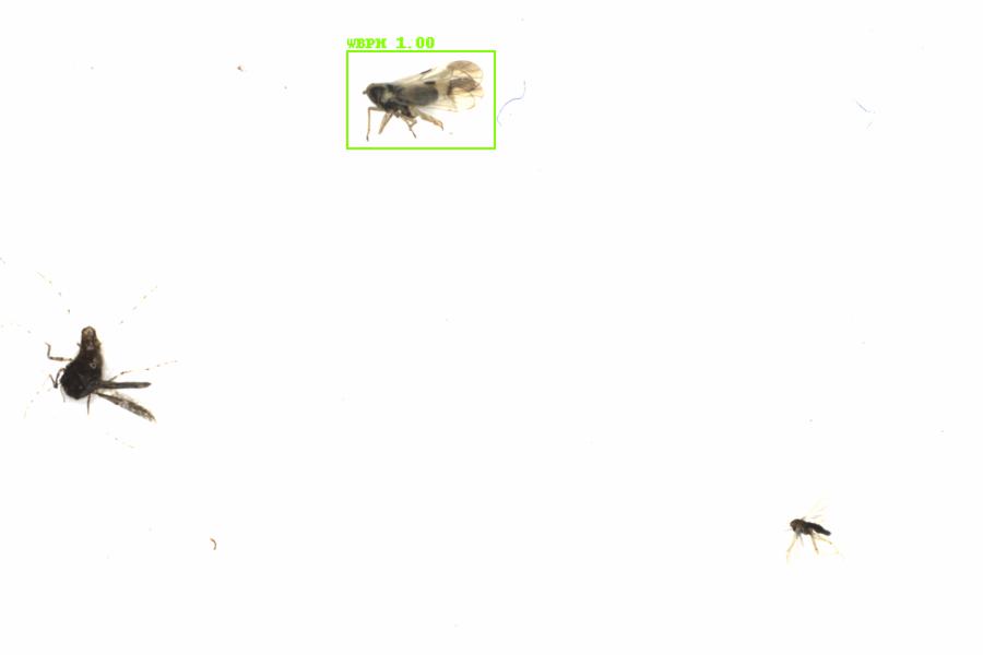Fullscreen Image