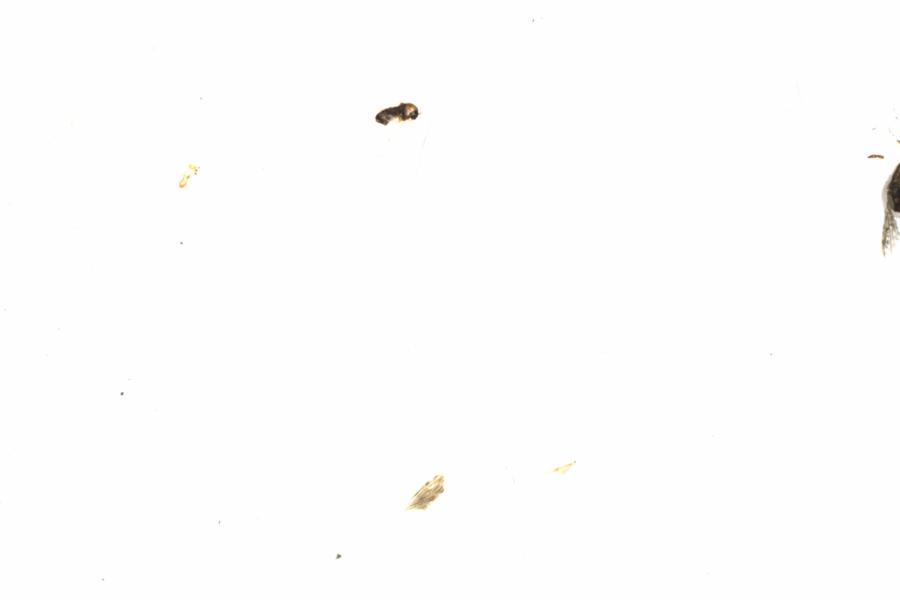 Fullscreen Image