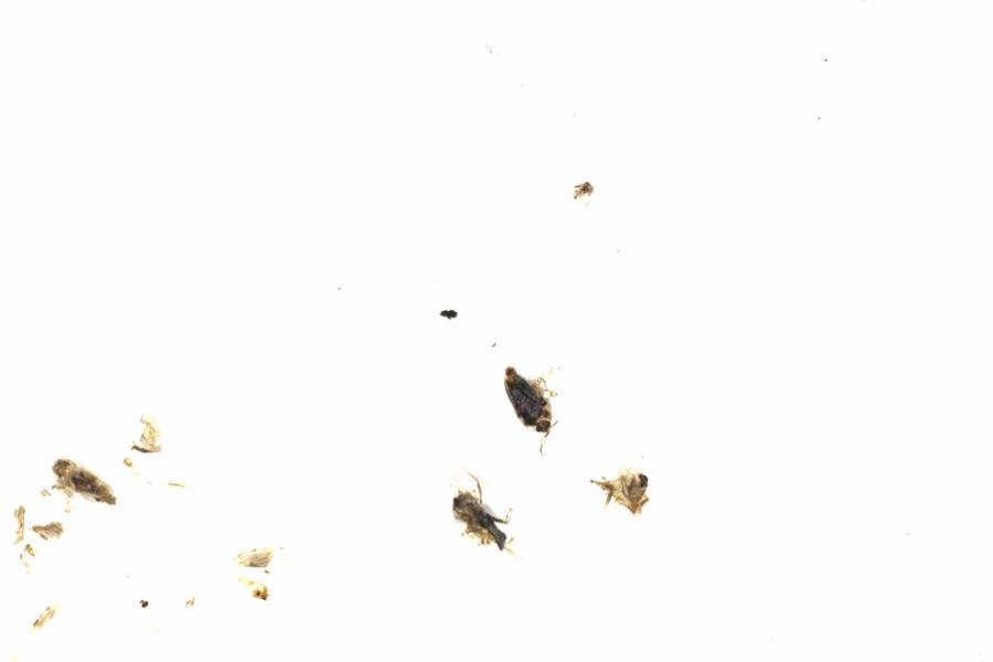 Fullscreen Image