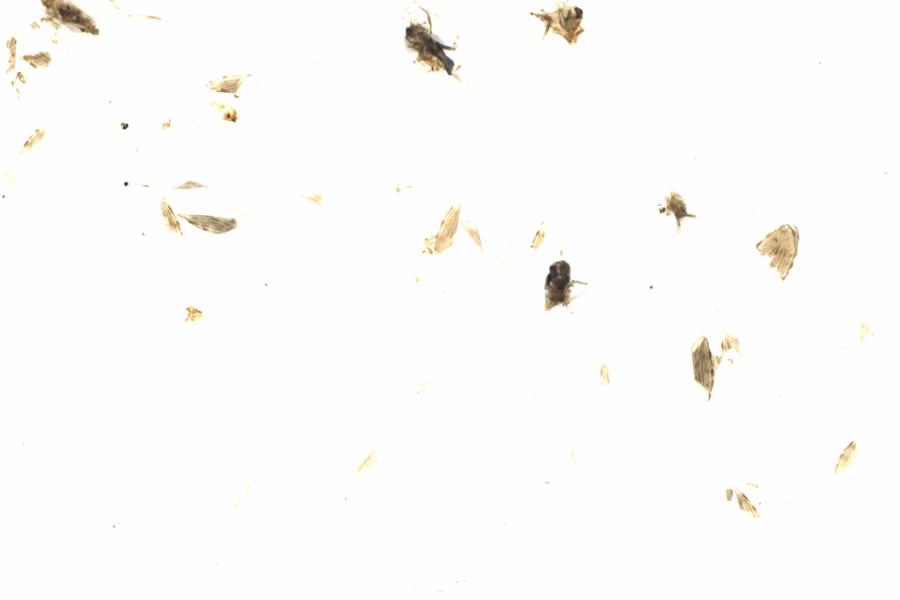 Fullscreen Image