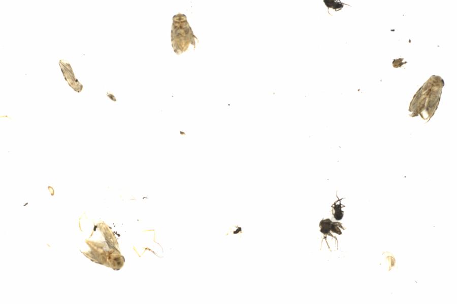 Fullscreen Image