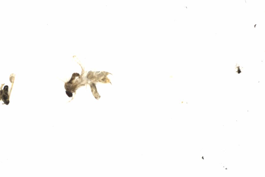 Fullscreen Image
