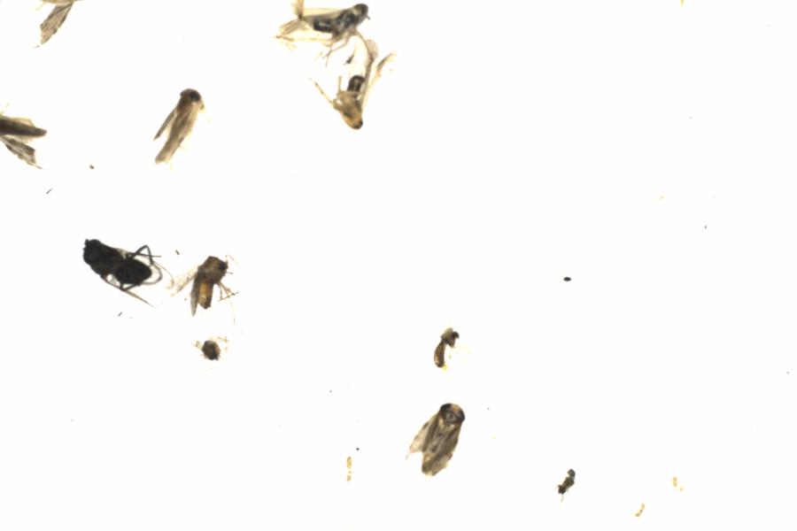 Fullscreen Image