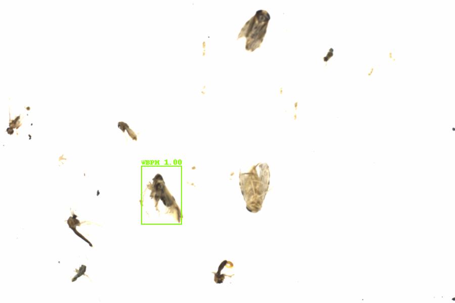 Fullscreen Image