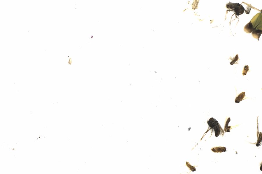 Fullscreen Image