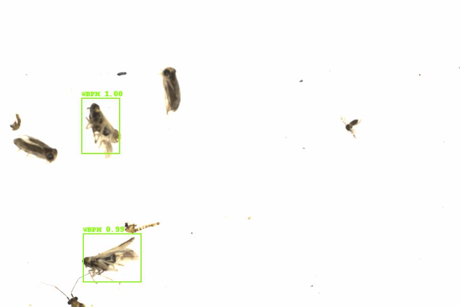 Fullscreen Image