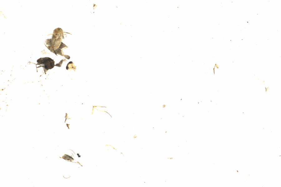 Fullscreen Image