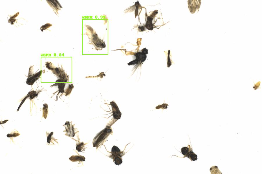 Fullscreen Image