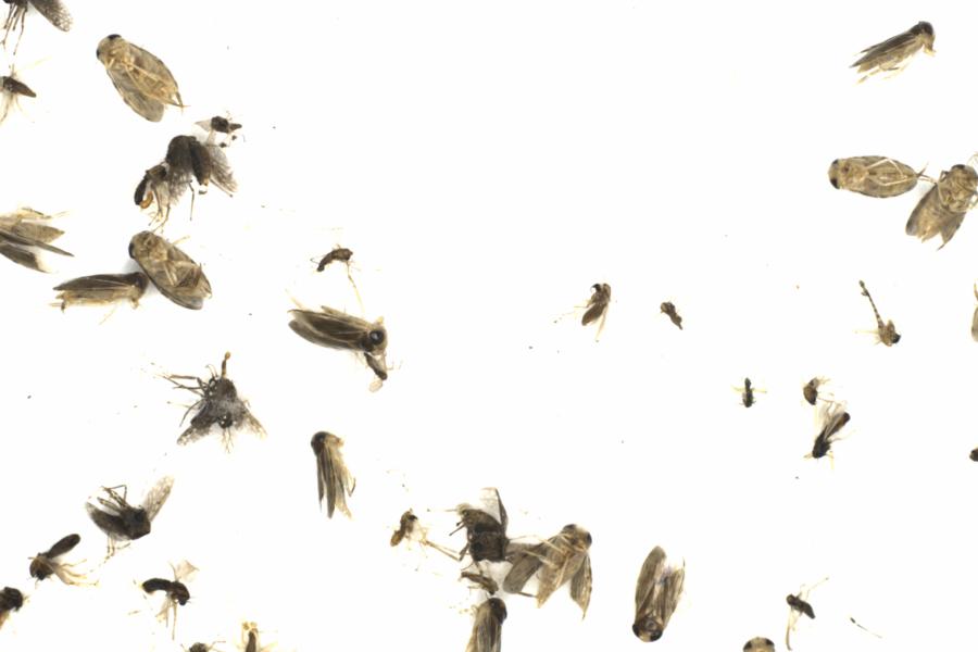 Fullscreen Image