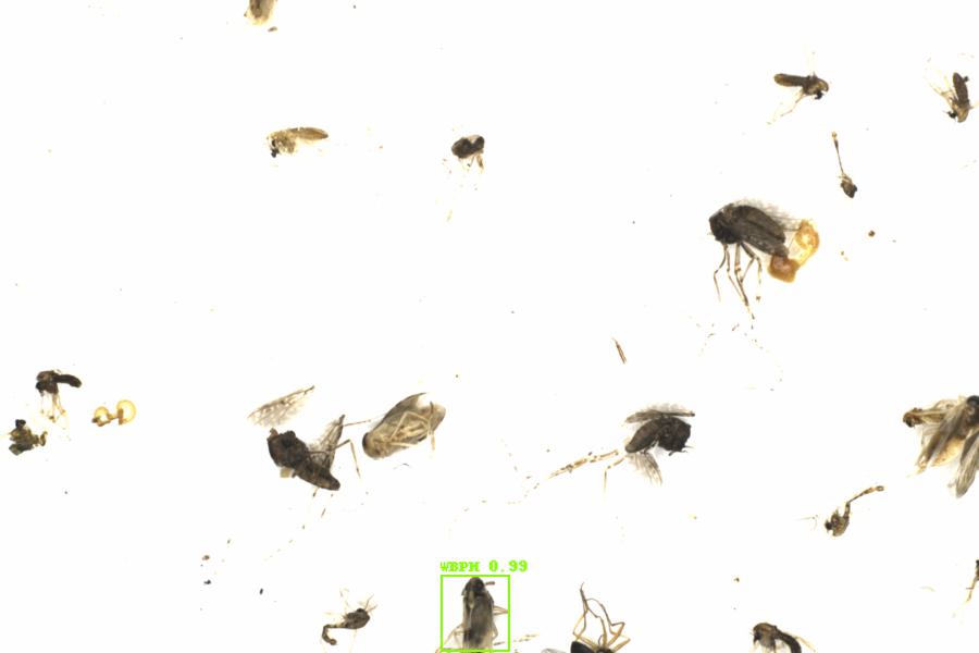 Fullscreen Image