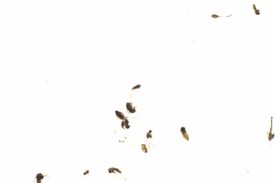 Fullscreen Image