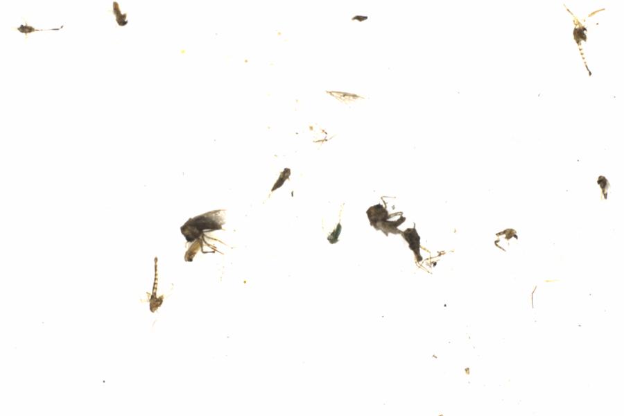 Fullscreen Image