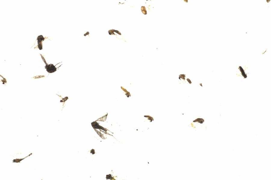 Fullscreen Image