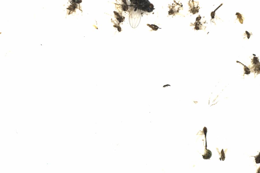 Fullscreen Image