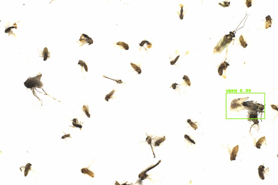 Fullscreen Image